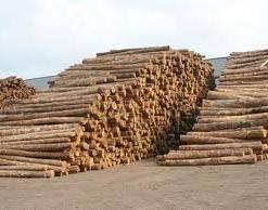 Минлесхоз Беларуси на 25,5% увеличил объем переработки древесины