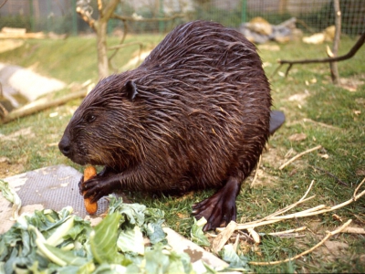 Стараниями бобров повреждена дамба в Пинском районе
