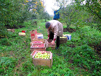 Витебские пенсионеры и отпускники помогают сельчанам убирать овощи и фрукты
