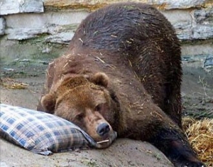 Сильная оттепель не нарушит сон белорусских медведей, надеются зоологи