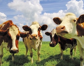 В Беларуси проверяют скот на соответствие новым стандартам качества