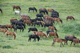 В Кобринском районе возбуждено уголовное дело по факту незаконной перепродажи лошадей