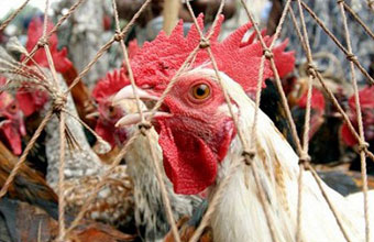 Беларусь ограничила ввоз мяса птицы из Индии, Китая и Нидерландов