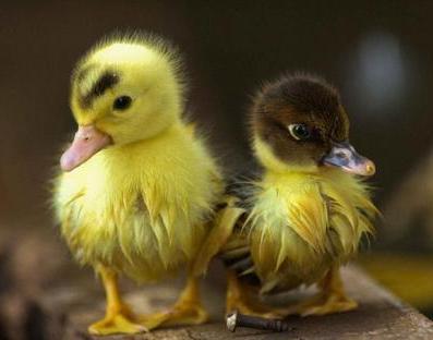 Беларусь ограничивает ввоз мяса птицы из Индии и Румынии