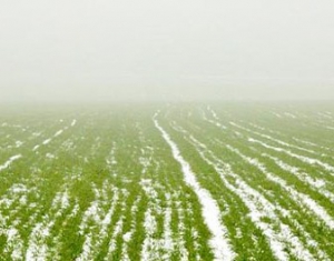 Сложившиеся в Гомельской области погодные условия опасны для озимых культур