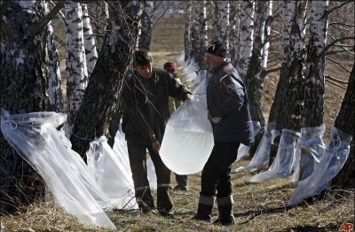 На белорусском Полесье началась заготовка березового сока