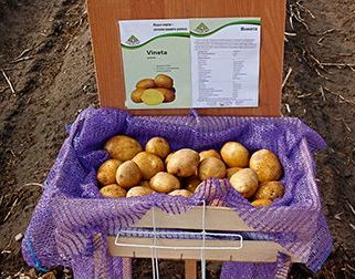 Международная выставка «Евразийский картофель» пройдет 20-21 августа 2015