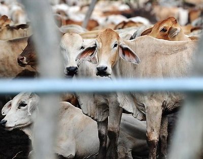 Беларусь запретила ввоз скота из КНДР из-за ящура