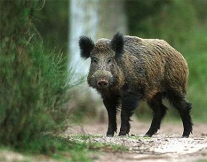 Охотникам предложили проводить ветэкспертизу туш диких кабанов анонимно