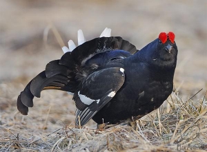 Охота на тетерева разрешена с 1августа 