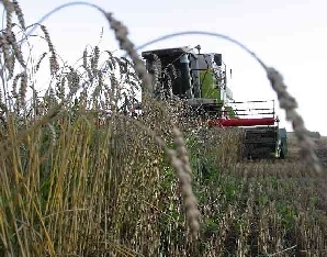 Гомельская область расширяет площади под озимые 