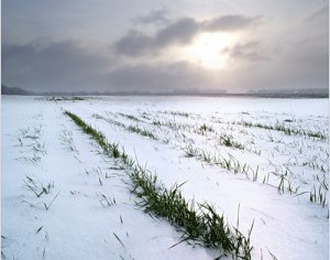 Озимым в Беларуси в ранневесенний период потребуется особый уход