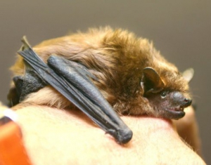 Узнать о летучих мышах можно в столичном парке им. Горького 