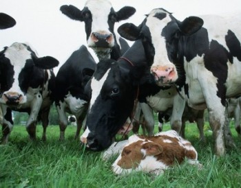 Беларусь вводит систему предварительного уведомления для молочной продукции, следующей в Россию