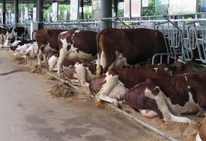 Вопросы реконструкции и строительства МТФ под жестким контролем