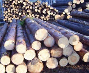Беларусь намерена прекратить экспорт круглой древесины