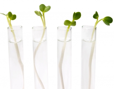 Сегодня в Минске обсуждают геномные биотехнологии для АПК