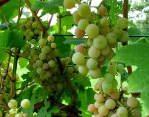 Беларусь заинтересована в молдавских технологиях выращивания винограда