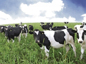 Конкурс профмастерства специалистов по искусственному осеменению животных