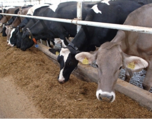 Планируется создание  информсистемы по племенному животноводству