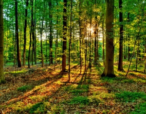 В лесах Витебской области снизился класс пожароопасности