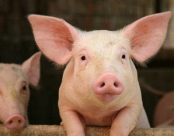 АЧС держит в страхе свиноводов Финляндии