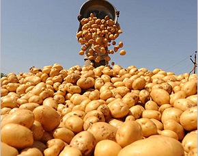 В Беларуси завершена уборка картофеля