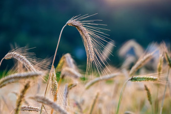 Задача – 9-10 млн тонн зерновых. Лукашенко наметил революцию в сельском хозяйстве