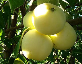 Небывалый урожай яблок ожидается в Беларуси в текущем году