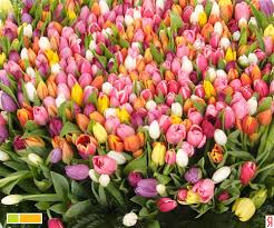 В преддверии 8 Марта в Минске организованы распродажи цветов