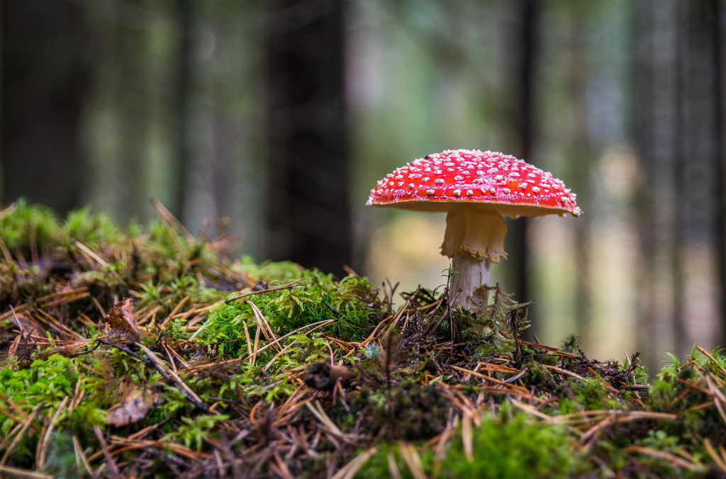 ekamelev-mushroom-3051519_1920.jpg