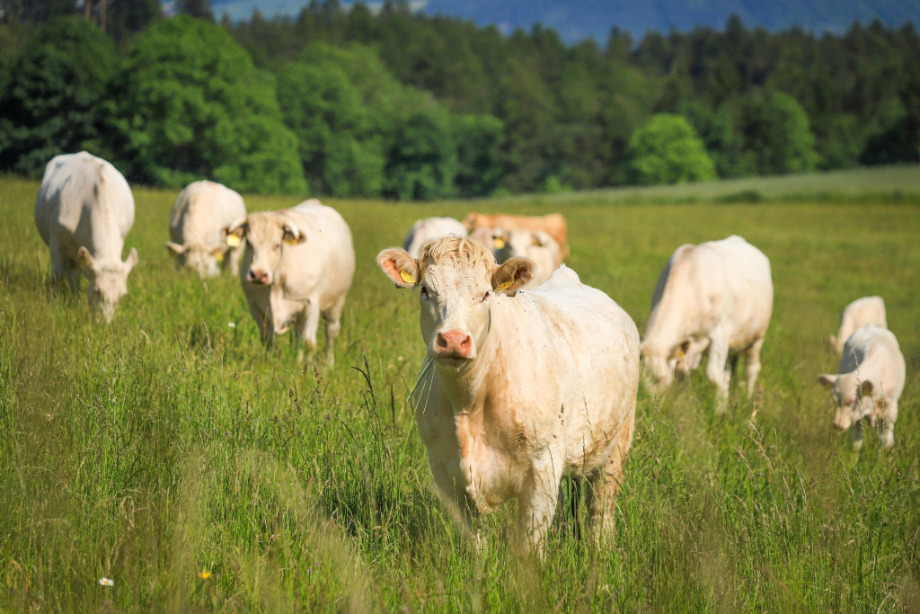 katerinavulcova-cows-8114279_1920.jpg