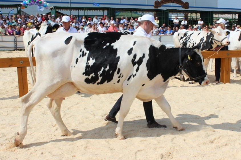 7 июняпройдет республиканский конкурс «Лучшая племенная корова молочной породы»