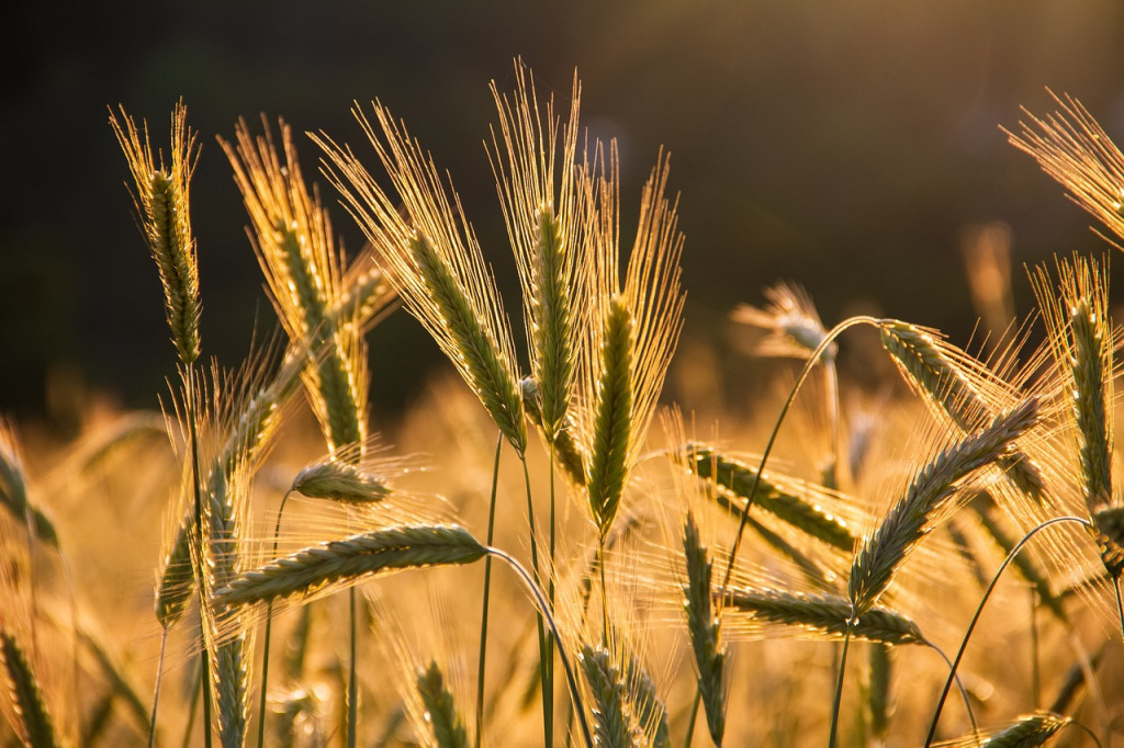 В Беларуси на 11 сентября намолочено зерна включая рапс 7120,8 тыс.т, из них 6137,1 тыс.т зерновых и зернобобовых культур (с кукурузой) и 983,7 тыс.т рапса.