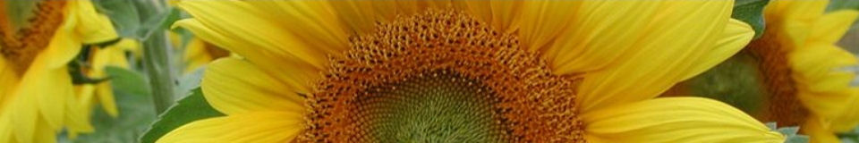 Header_Sunflower.jpg