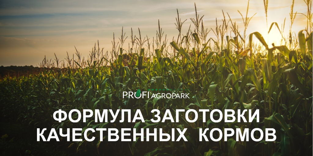 Без заголовка.png