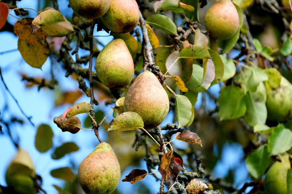 Лишайник на плодовых деревьях: причины и методы борьбы, agrobelarus.by