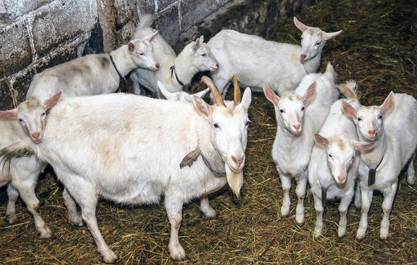 Скотоводство