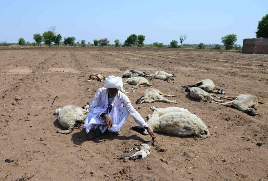 drought in india (7).jpg