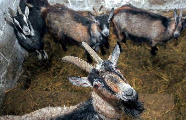 Скотоводство