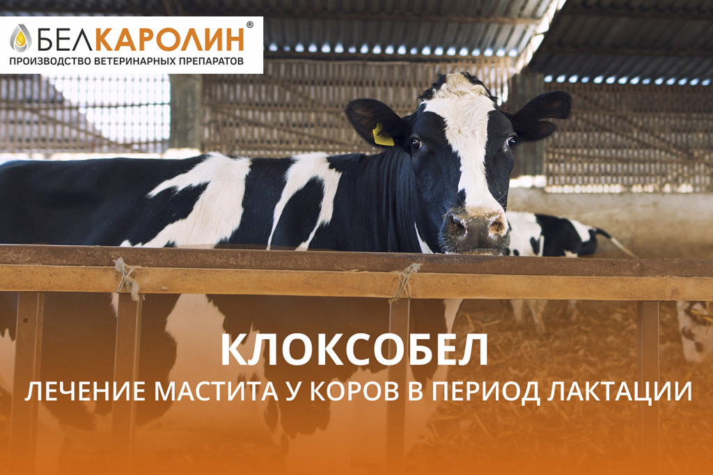 КЛОКСОБЕЛ – лечение мастита у коров в период лактации