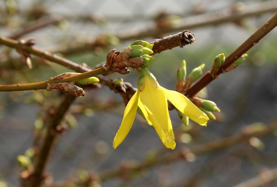forsycje-4049433_960_720.jpg