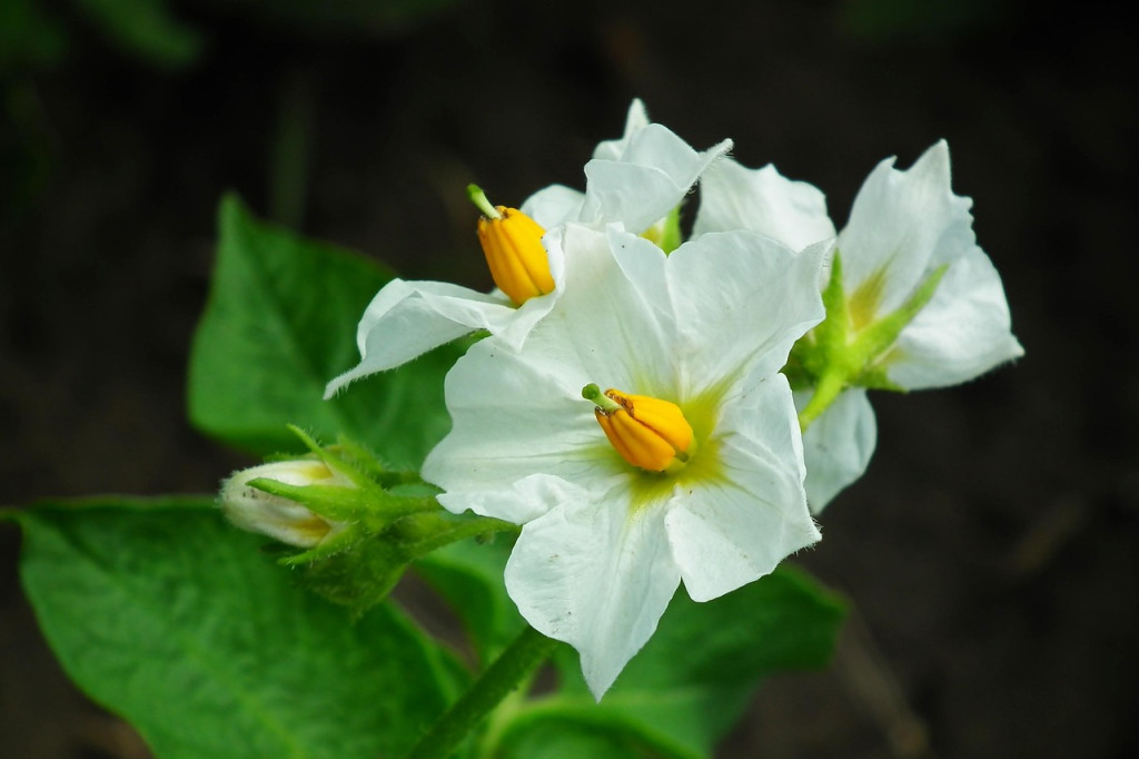 flowers-8064007_1280.jpg
