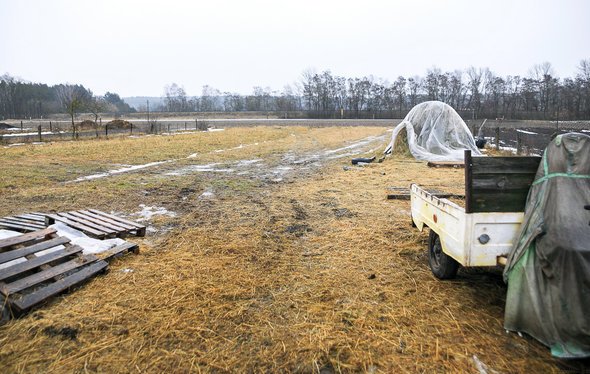 Скотоводство