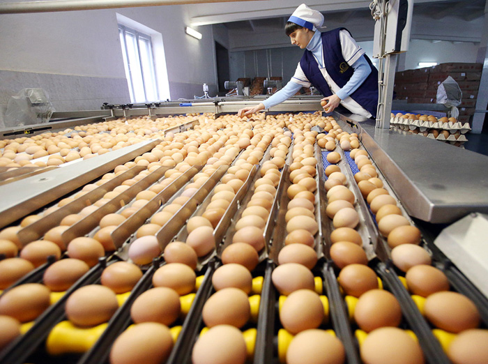 1-я Минская птицефабрика, производство яиц