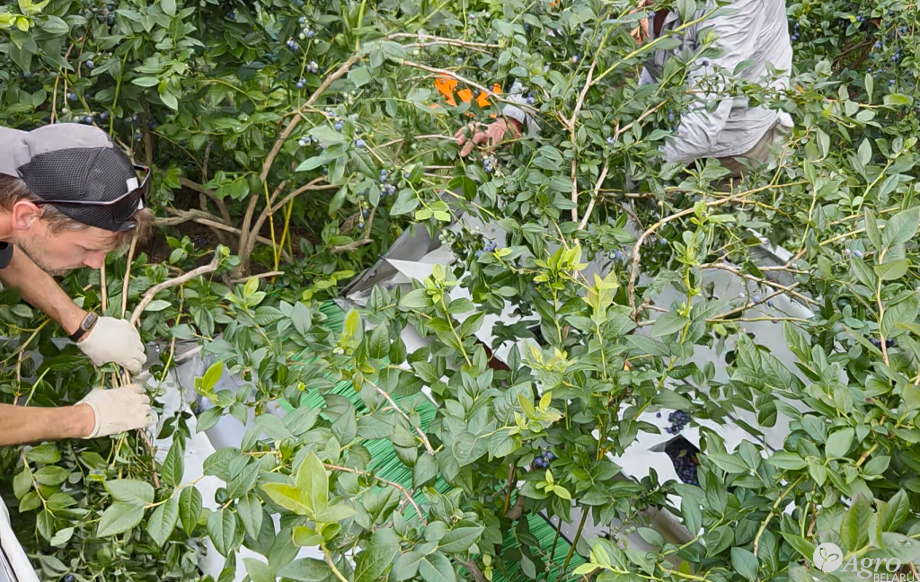 Комбайн для ручной сборки голубики КР-2