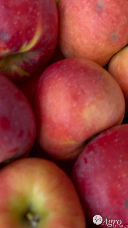 Яблоко cорт «Чемпион»