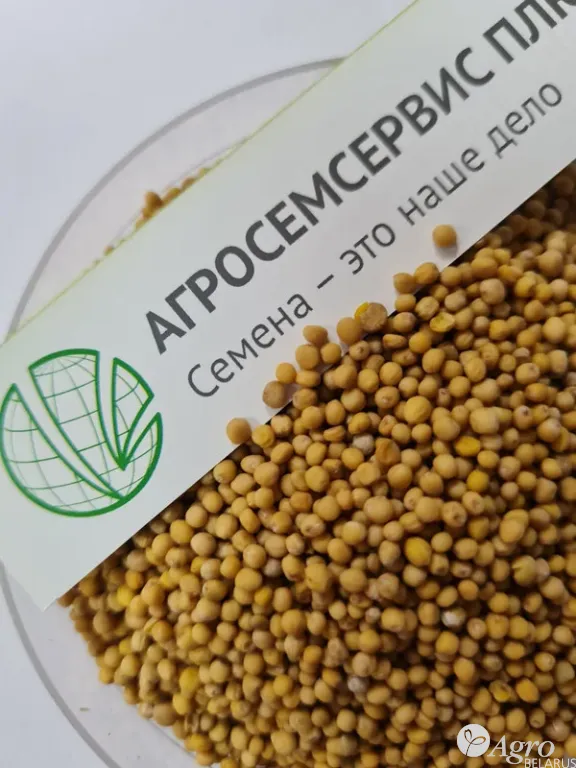 Горчица белая семена