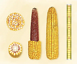 Семена кукурузы DuPont Pioneer П8400