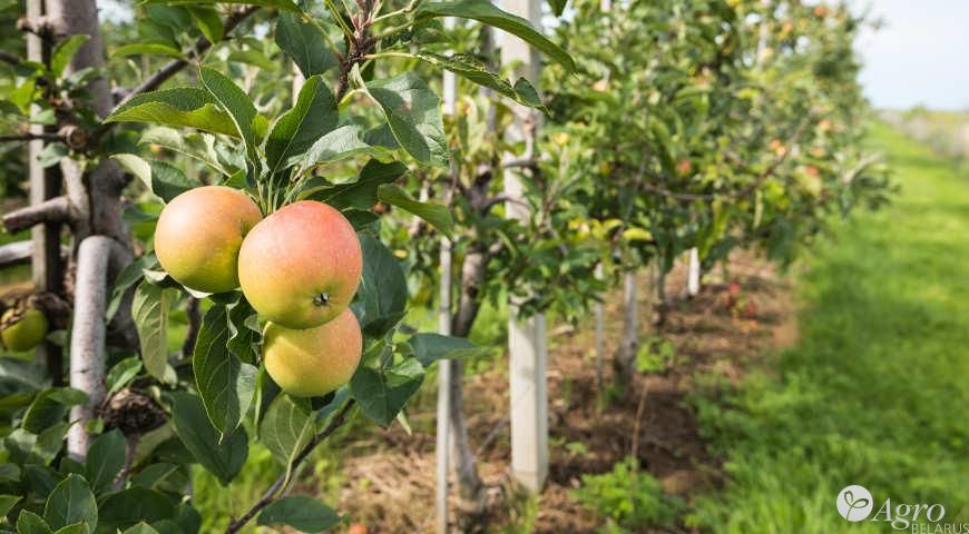 Выращивание саженцев деревьев яблони, груши, черешни, вишни, абрикоса, персика, кустов смородины, крыжовника в промышленных масштабах